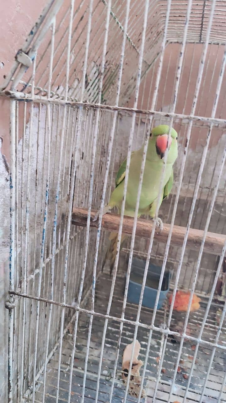 Sindhi parrot 4