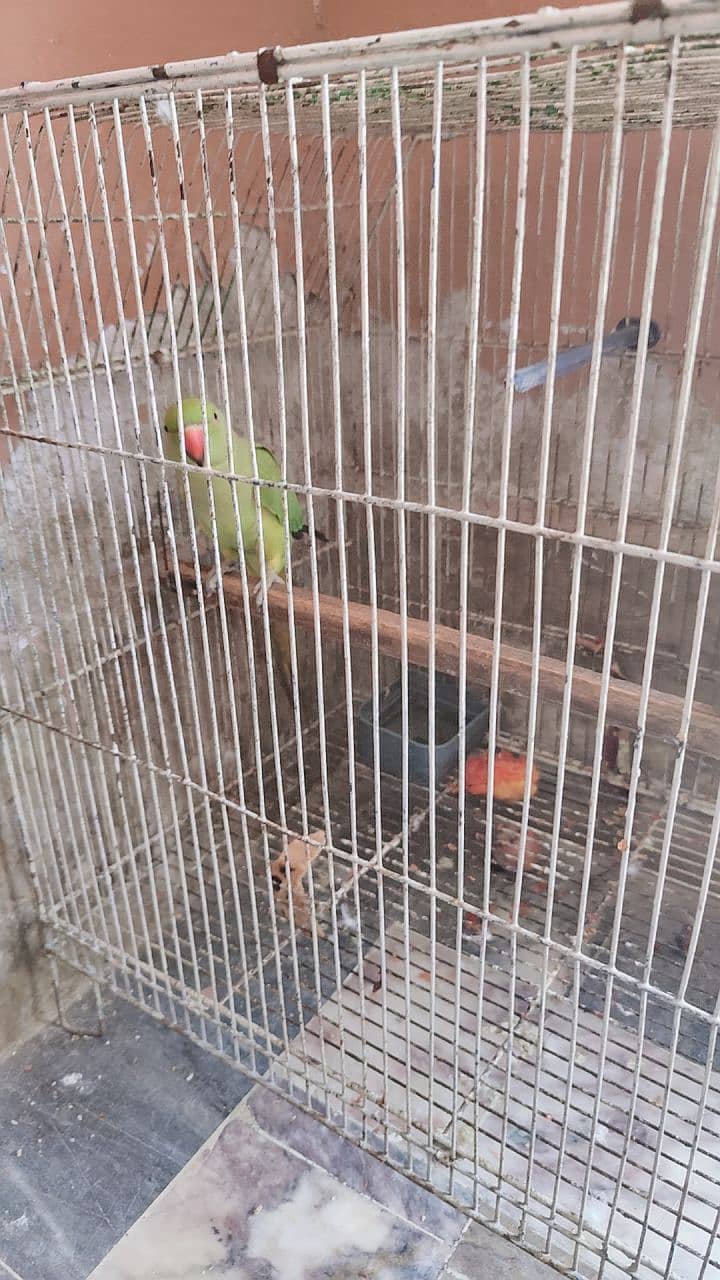 Sindhi parrot 5