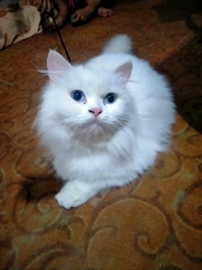parsion cat 03214628284