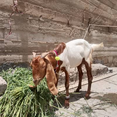Bakra for Sale