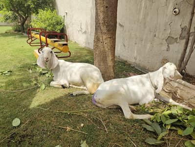Qurbani Donday bakray. ghar k palay hue