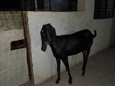bakri for sell