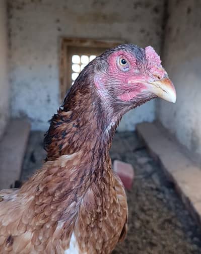 Top quality Aseel hen