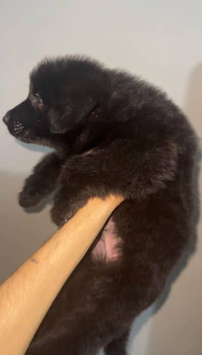 German shepherds Puppy Available