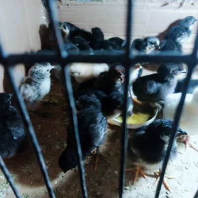 Astralope one week chick  for sale