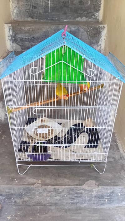 lovebird pair with Cage