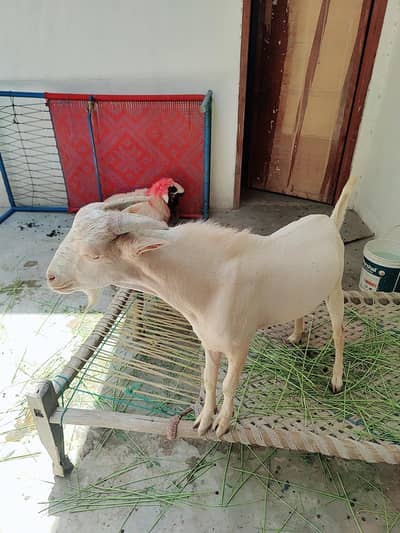 Qurbani 2026