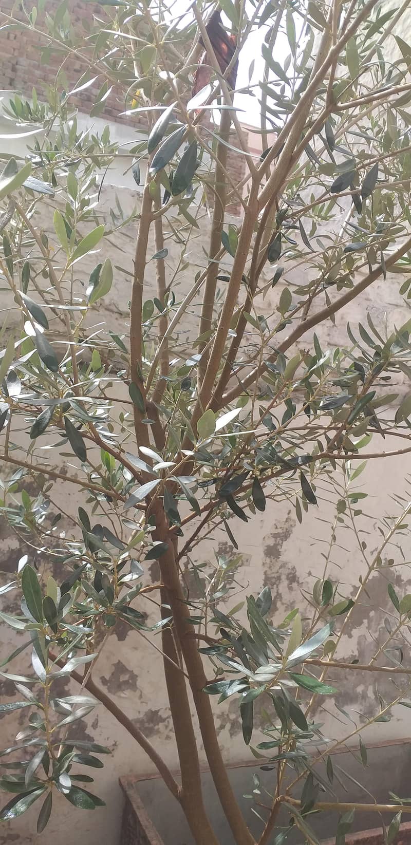 Olive Tree 2