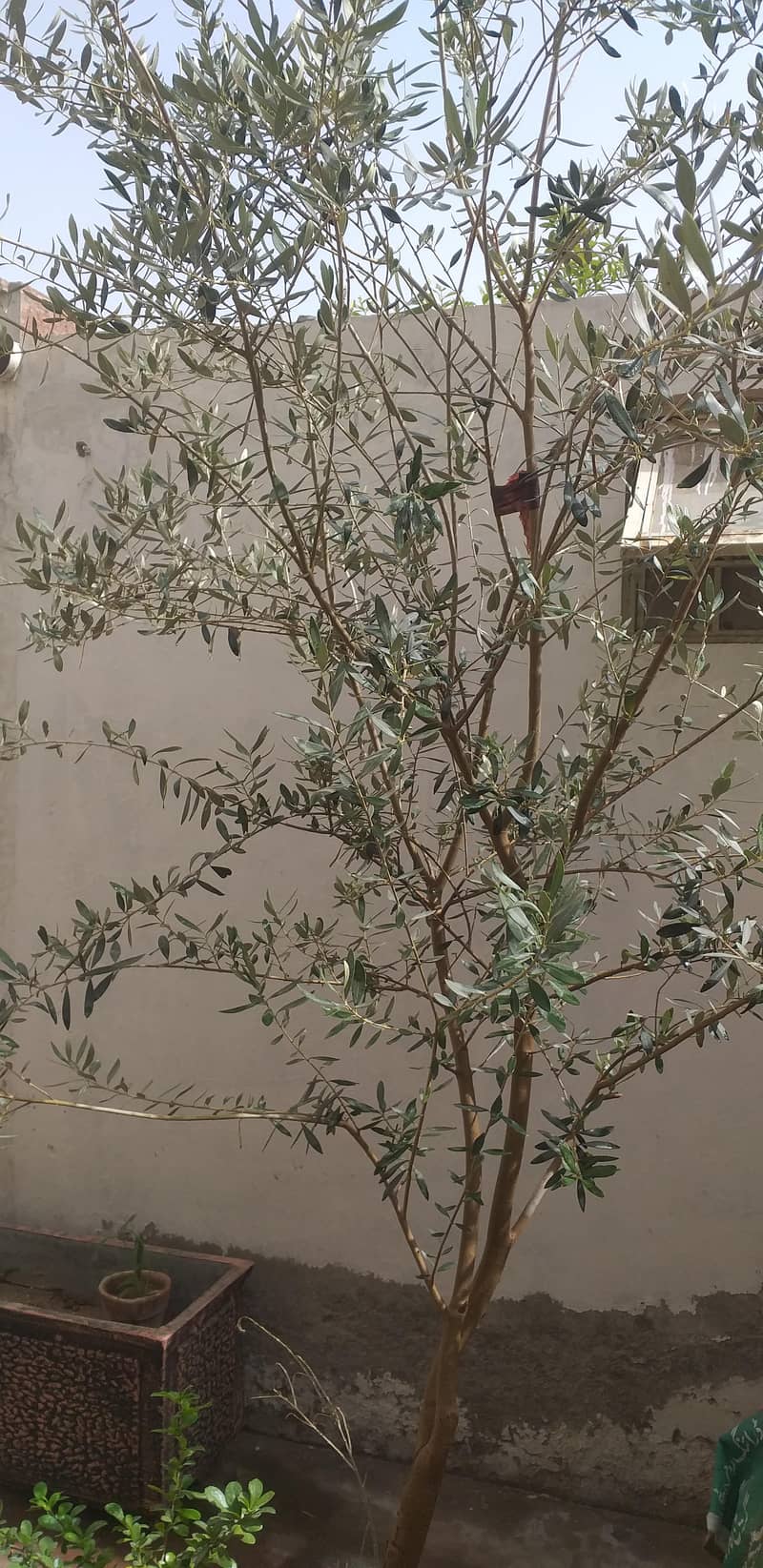 Olive Tree 3