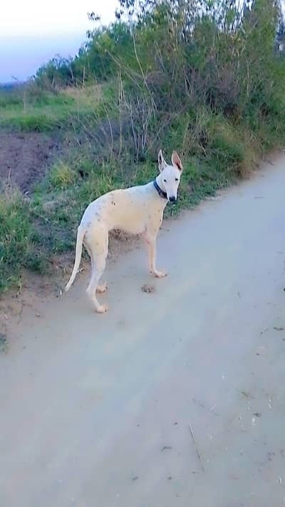 shikaari gulteri dog for sale ha only interested people contact me