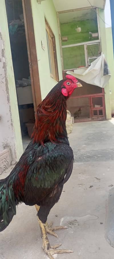Aseel trio for sale