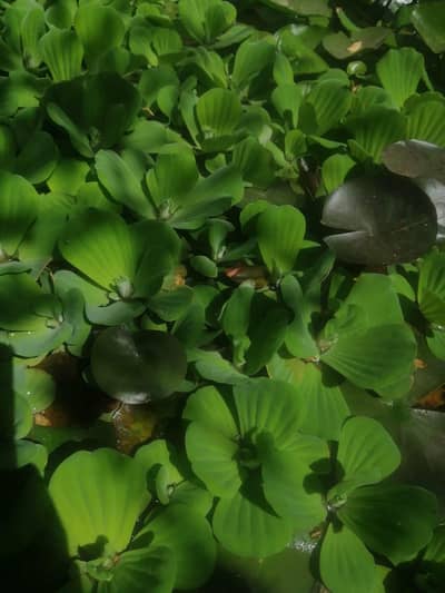 water cabbage /water lettuce available in bulk