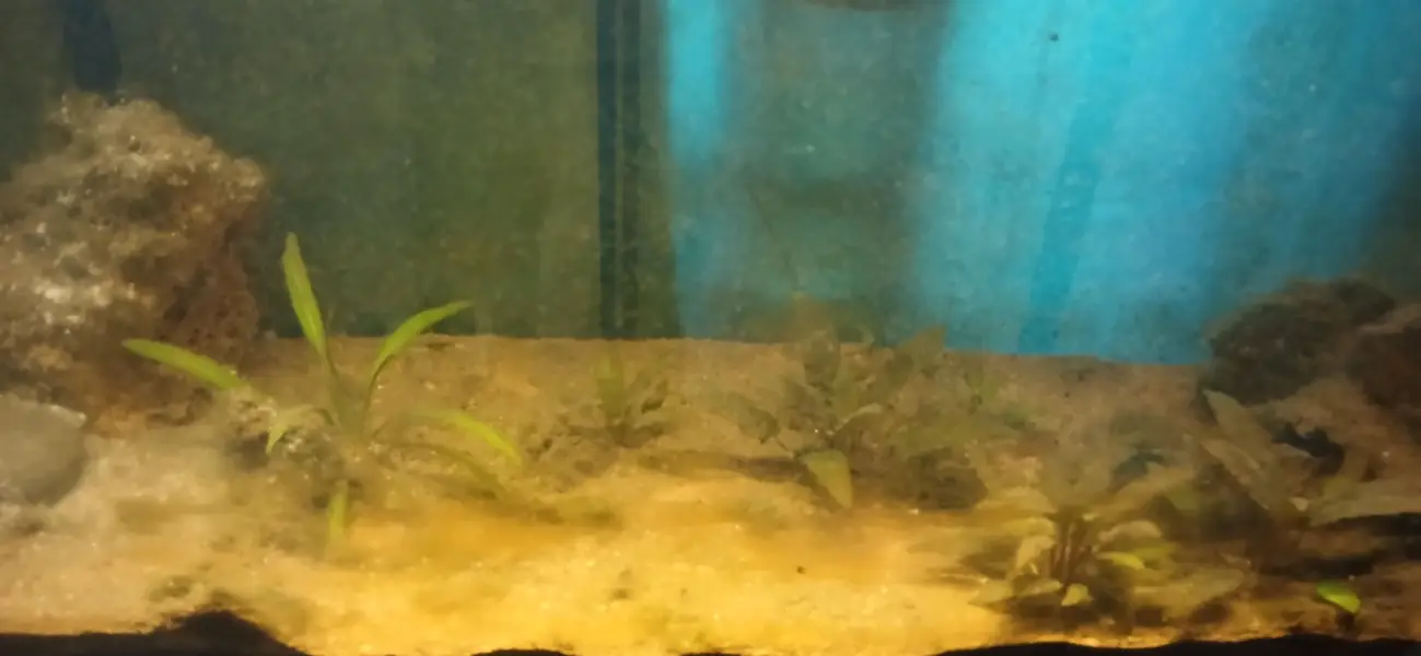 planted Aquarium for sale.