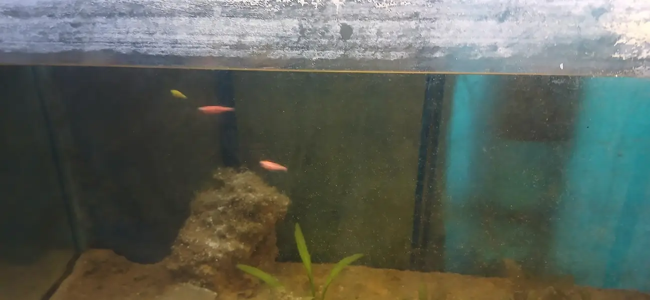 planted Aquarium for sale. — photo 2