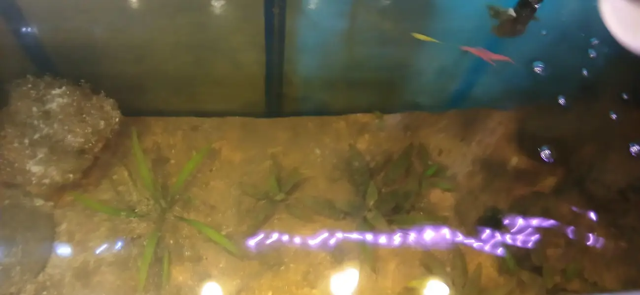 planted Aquarium for sale. — photo 3