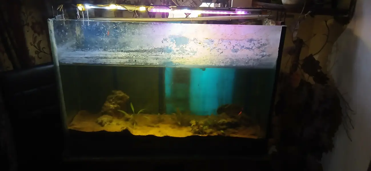 planted Aquarium for sale. — photo 6