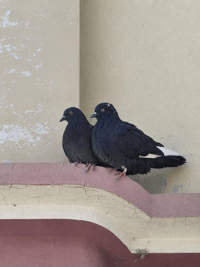 shirazi pigeons