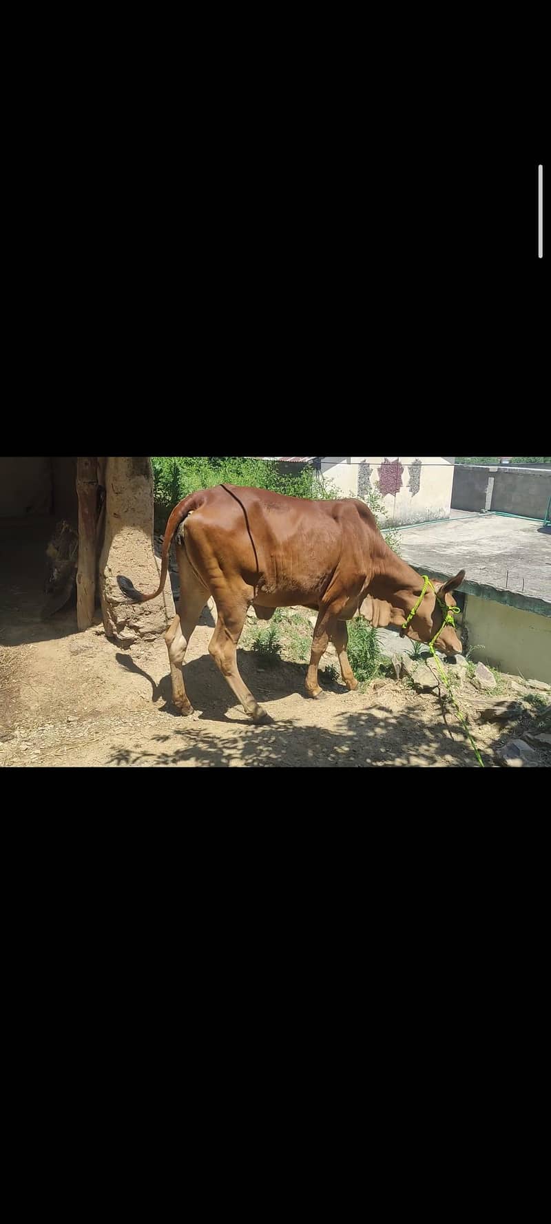 siwal bache 1
