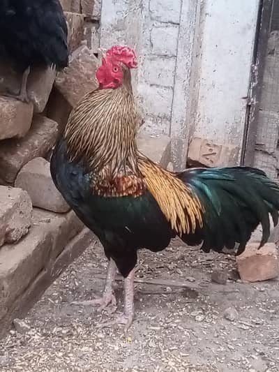 Aseel jawa