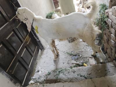 bakra for qurbani