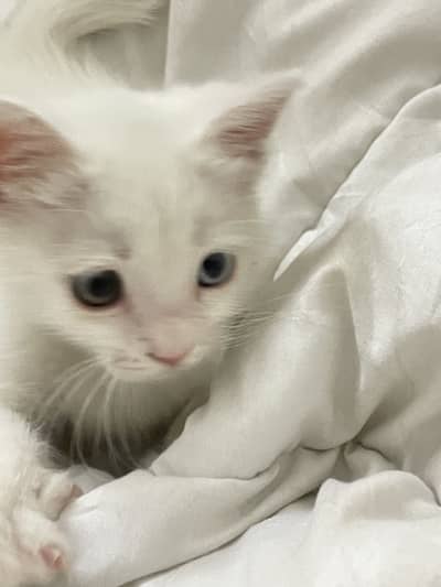Healthy and playful