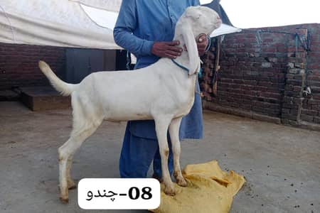 Qurbani-RAJANPURI Goats 90K