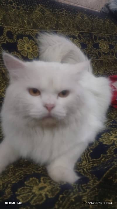Persian Cats & Kitten | Whatsapp 0309 6696 2 94