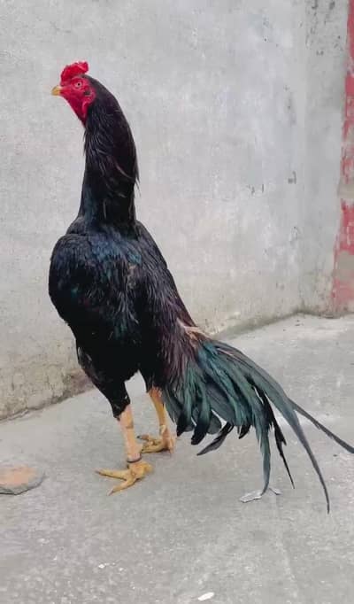 pure miawali breed out class breed kil baaz Kari baaz  out class  bree