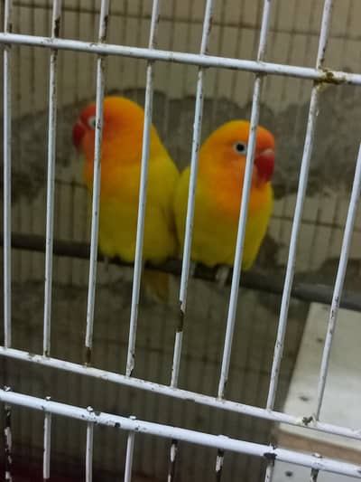 love birds