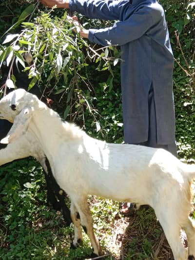 white bakra for sale