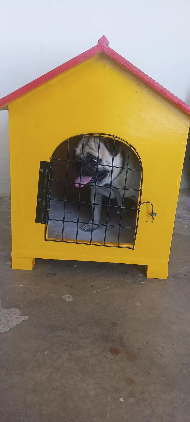 male pug for sale non pat agree