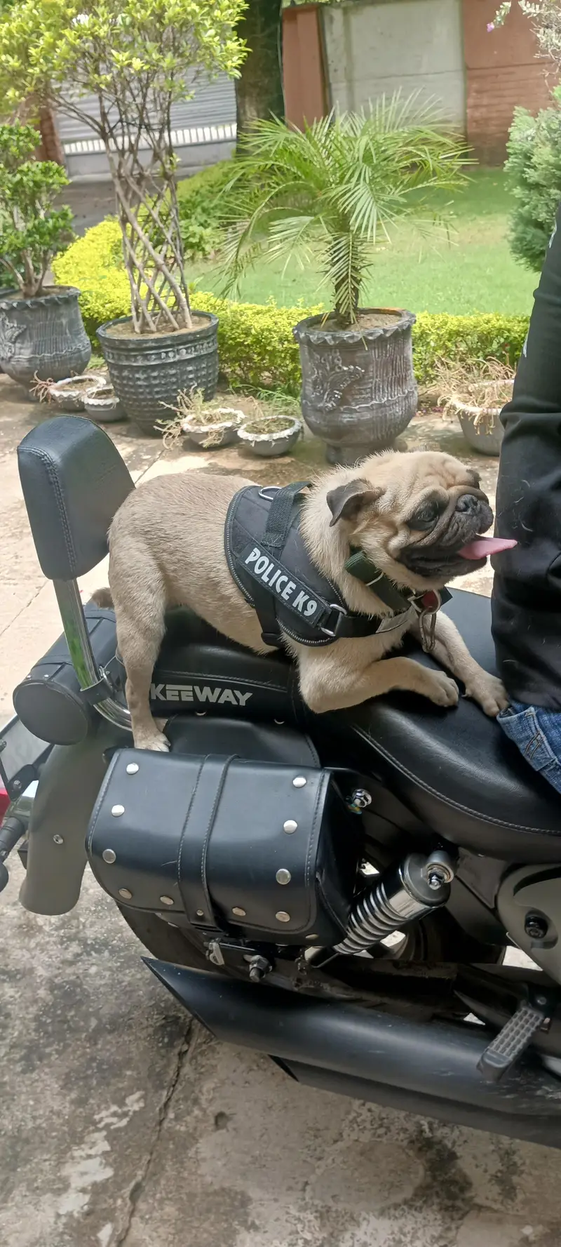 male pug for sale non pat agree — photo 2