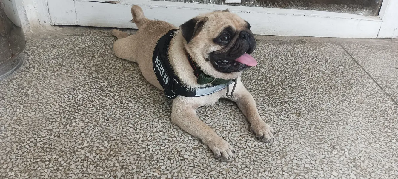 male pug for sale non pat agree — photo 3