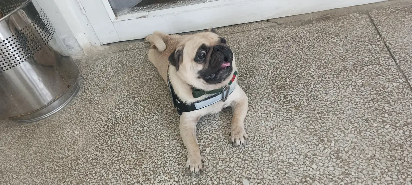 male pug for sale non pat agree — photo 4