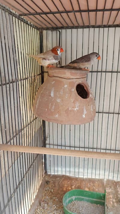 finch