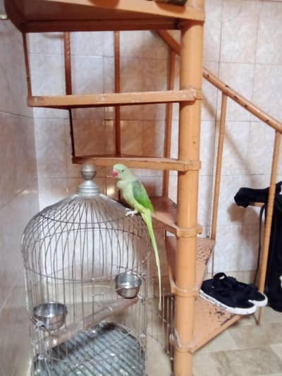 kashmiri parot