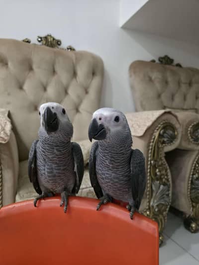 parrot African gray