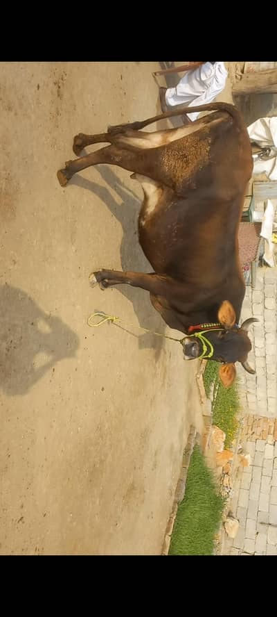 jersy cow for sale 03360571510