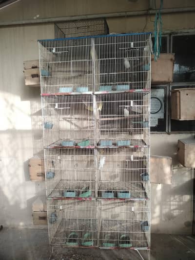 All lovebirds & Dove for sale