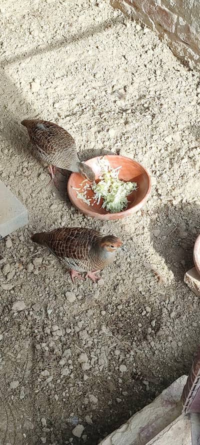 Female Francolin For Sale
