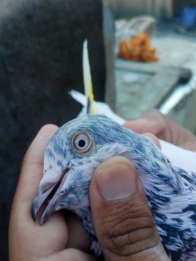 parwazi Kabutar for sale