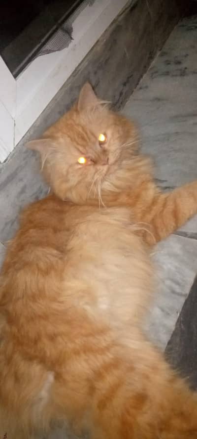 Beautiful Russian Golden Female Cat | 15 Months | Urgent Sale