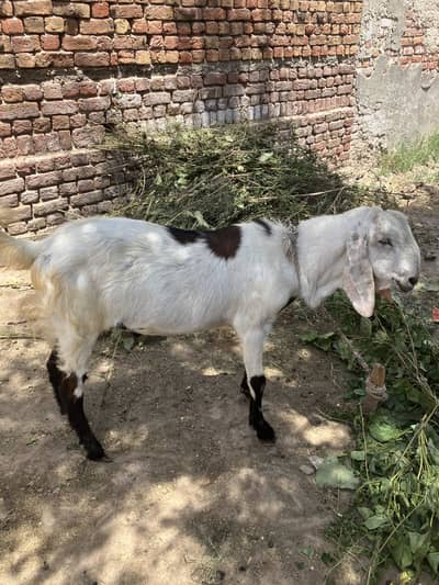Mona Bakra do Daant  chak mo 87 sb