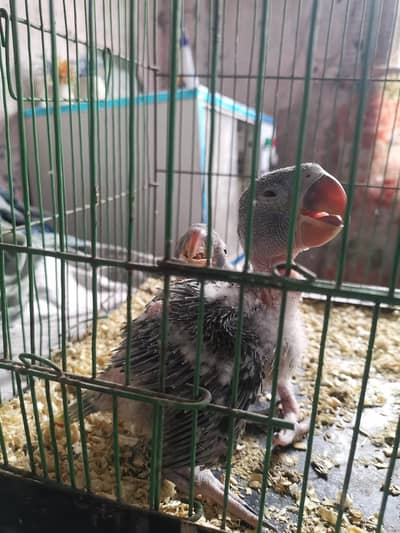 raw parrot chick