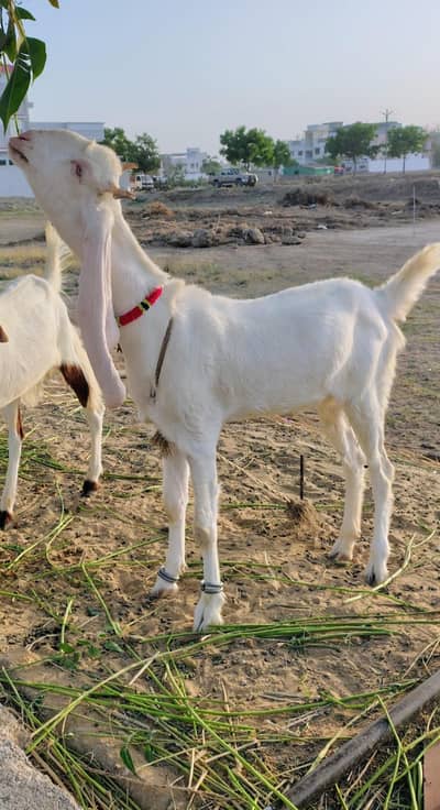 Gulabi Path Beautiful and Kamori Bakra Do Dant Bakra