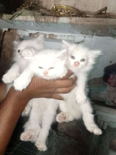 Persian Female kitten