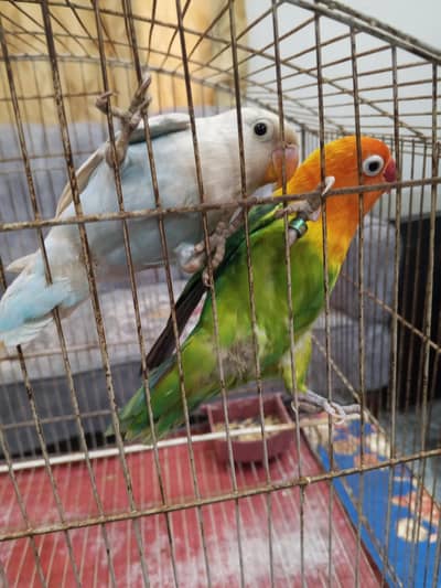 Beautiful Lovebirds breeder pair