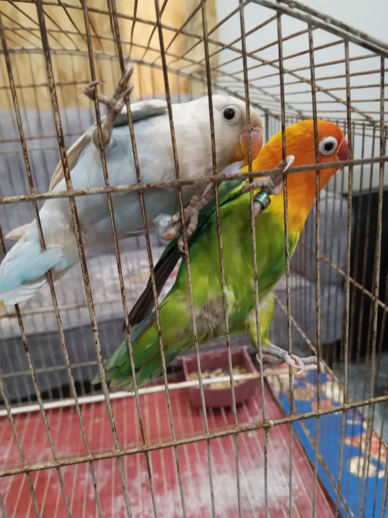 Beautiful Lovebirds breeder pair