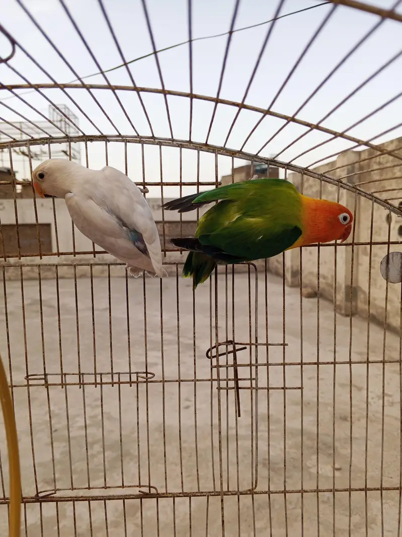 Beautiful Lovebirds breeder pair — photo 2