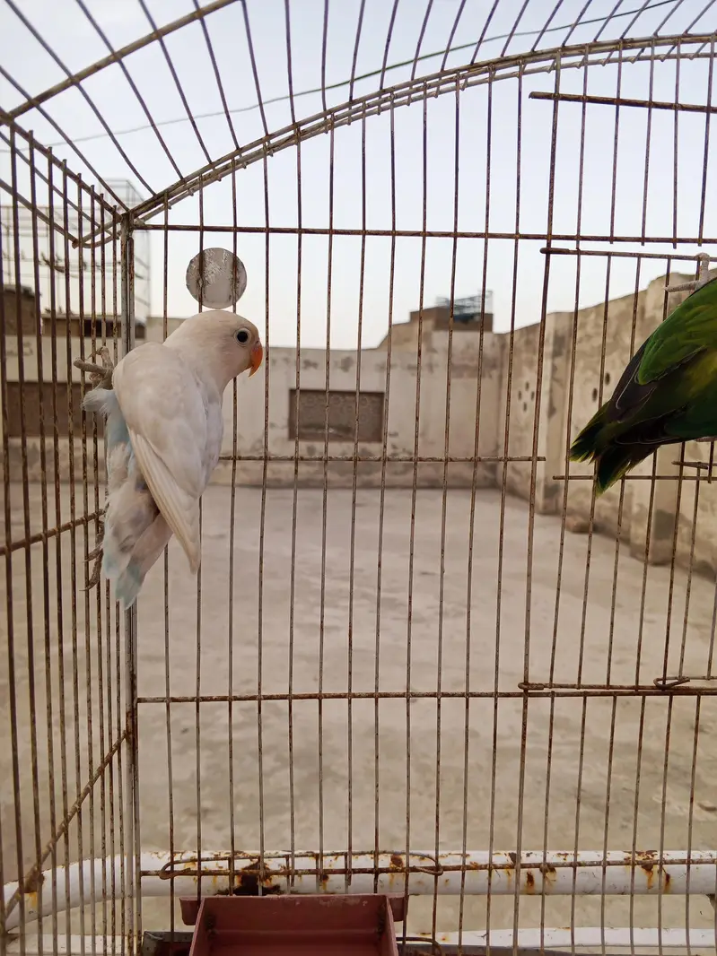 Beautiful Lovebirds breeder pair — photo 3